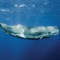 Reserve for Sperm Whales - News for Kids