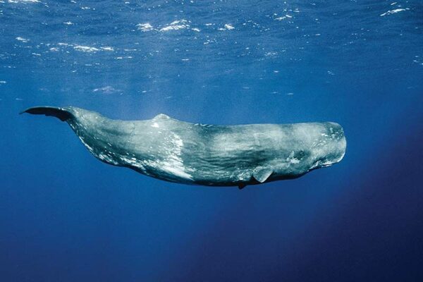 Reserve for Sperm Whales