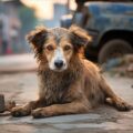 Sterilisation of Dogs in Bhutan - Environmental News for Kids