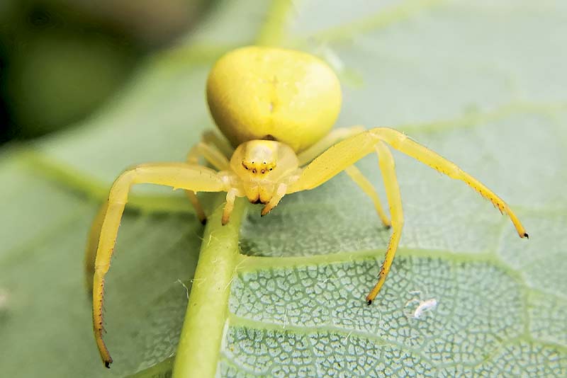 Freaky Five: Incy Wincy Spiders 