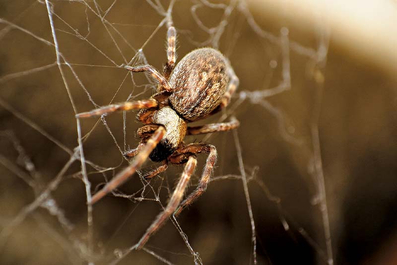 Freaky Five: Incy Wincy Spiders 