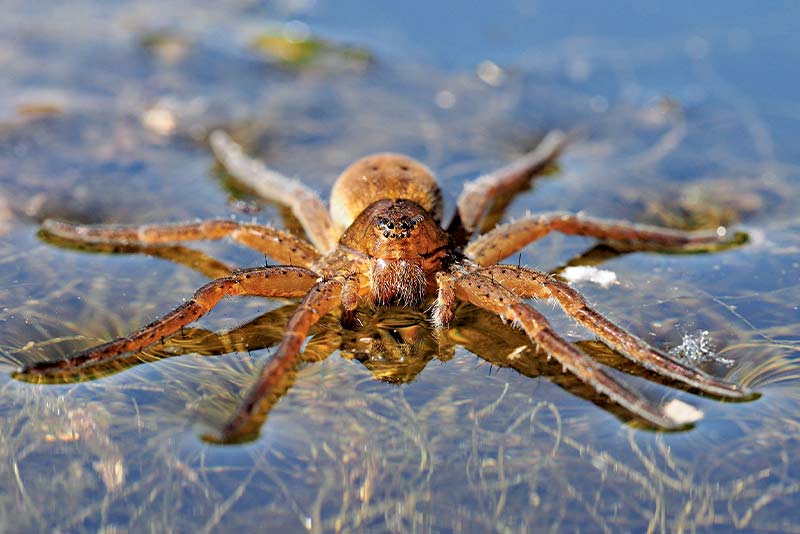Freaky Five: Incy Wincy Spiders 