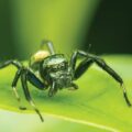 Freaky Five: Incy Wincy Spiders 