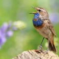 Extinction of Bird Species - Environment News for Kids