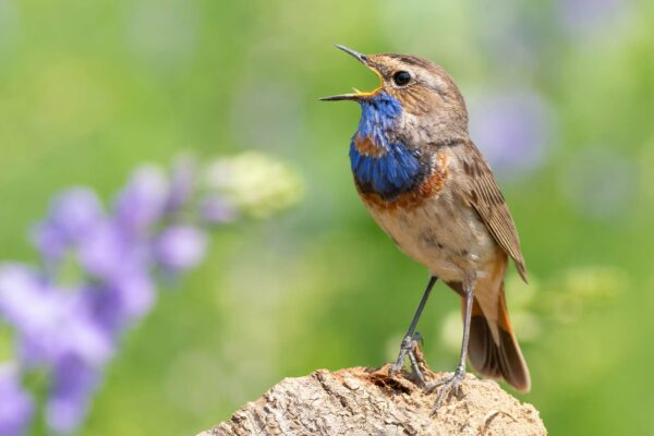 Extinction of Bird Species