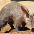 Scientists Study Aardvark Poop 