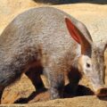 Climate Change Affecting Aardvarks - News for Kids