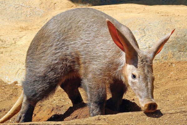 Scientists Study Aardvark Poop 