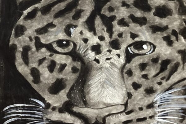 Leopard is Looking at You!