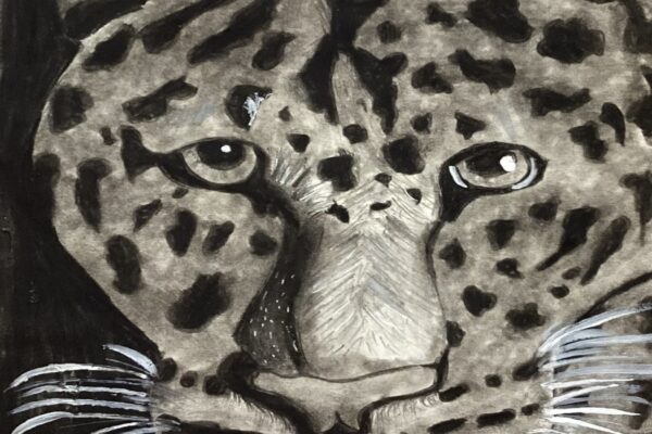 Leopard Is Looking at You!