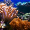 What are coral reefs? 