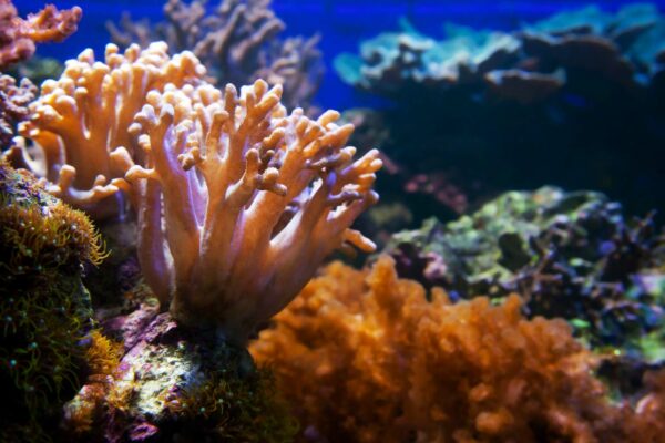 What Are Coral Reefs? 