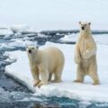 Climate Change Affecting Polar Bears 