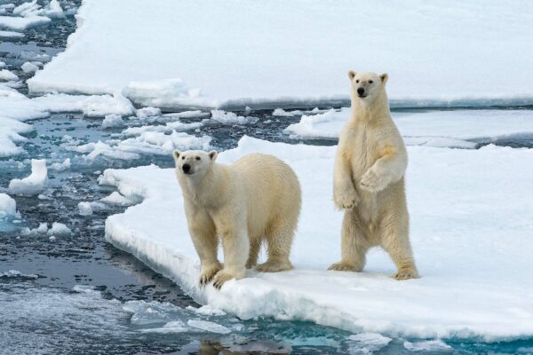 Climate Change Affecting Polar Bears 