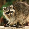 Raccoon Causes Power Outage - Environmental News for Kids