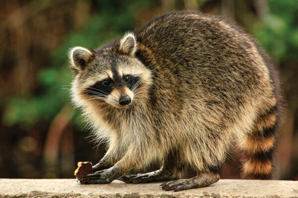 Raccoon Causes Power Outage 