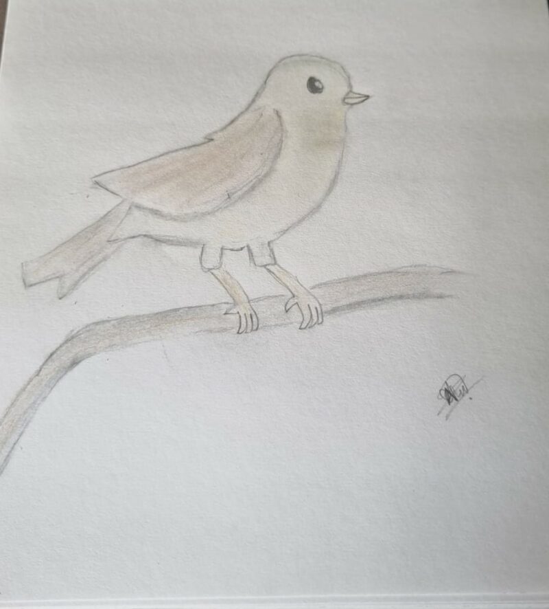 Robin Bird