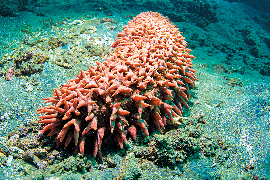 Habitats of India: Coastline Corals of India 