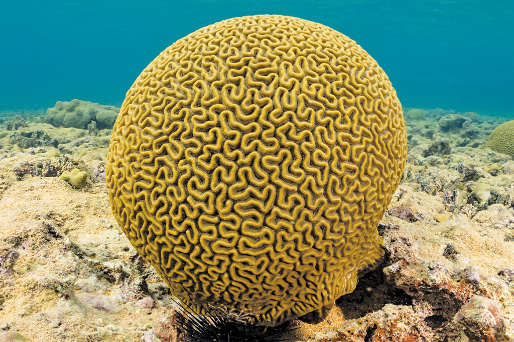 Habitats of India: Coastline Corals of India 