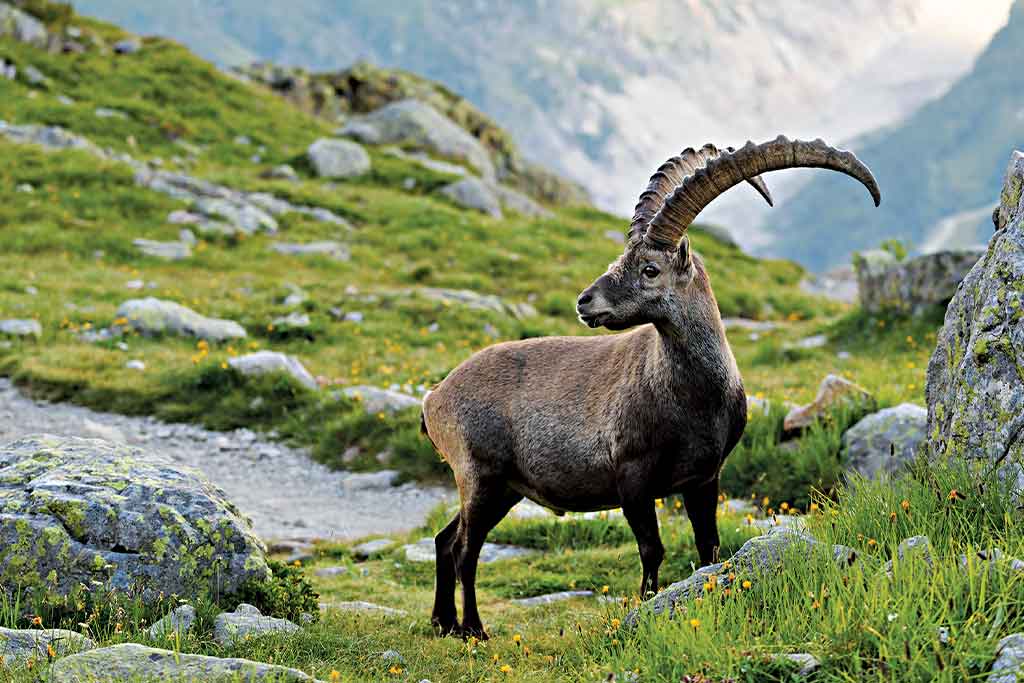 Habitats of India - High Up in the Mountains