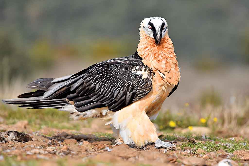 Habitats of India - High Up in the Mountains