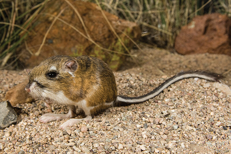 how-do-desert-animals-get-their-water-robinage