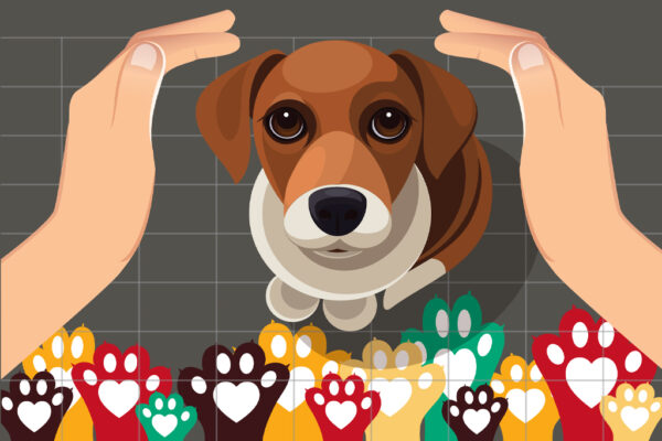 Caring for Animals