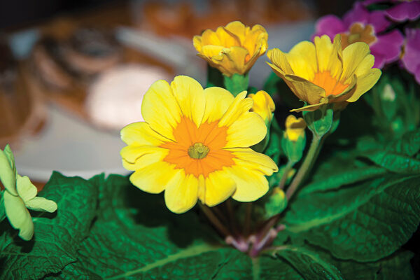 Why Do Some Flowers Close at Night and Others Stay Open?  