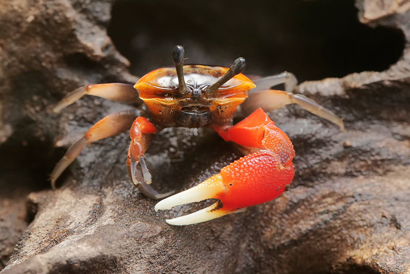 Habitats of India - The Ever-changing Intertidal Zone 