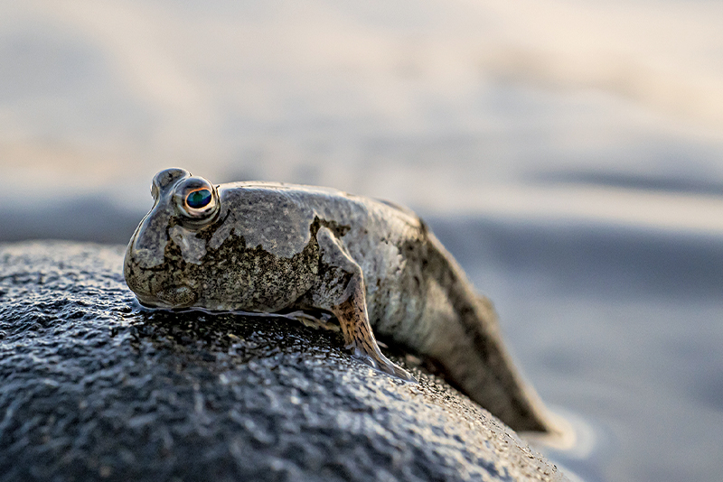 Habitats of India - The Ever-changing Intertidal Zone 