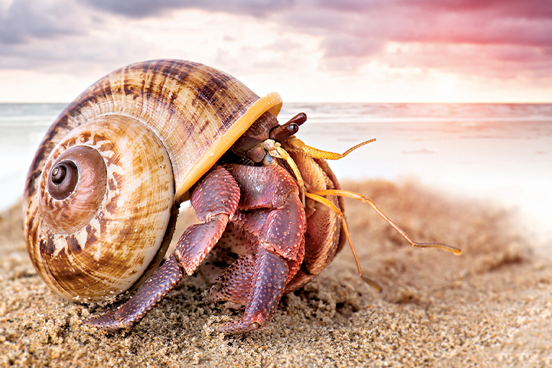 Habitats of India - The Ever-changing Intertidal Zone 