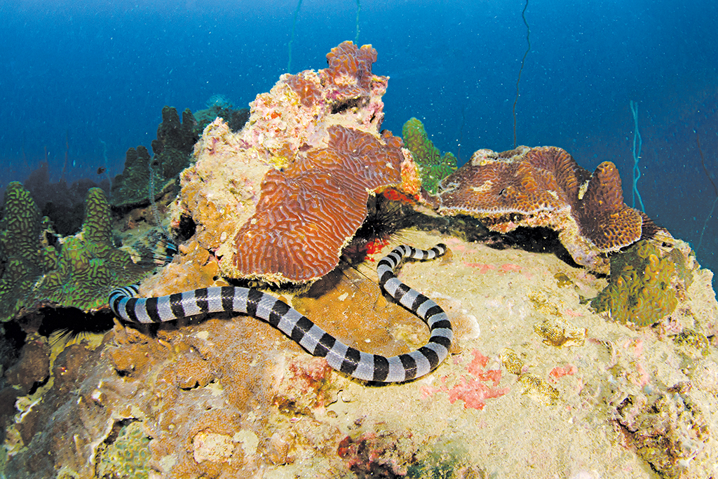 Habitats of India - Down in the Depths of the Ocean 