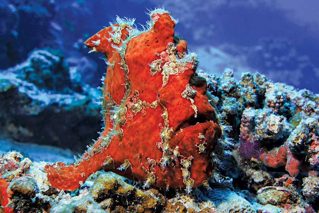 Habitats of India - Down in the Depths of the Ocean 