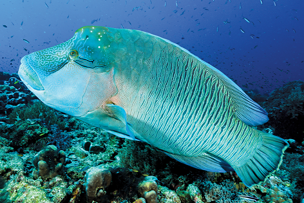 Habitats of India - Down in the Depths of the Ocean 