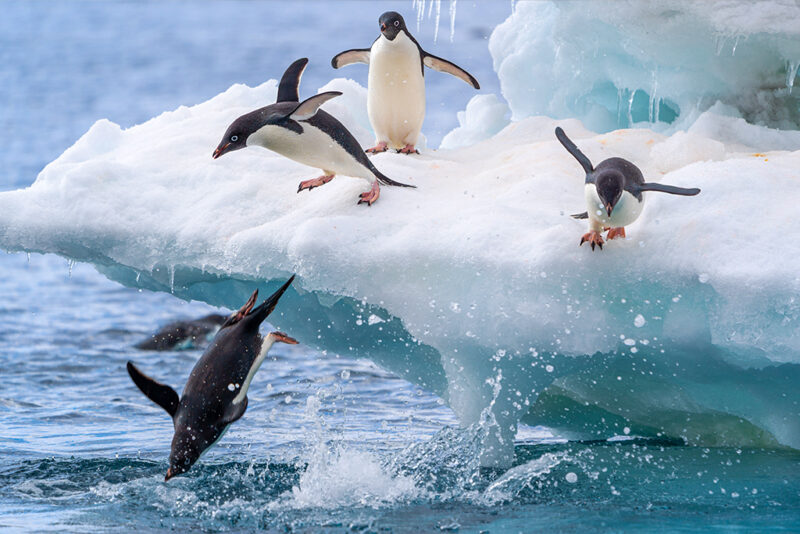 Why Did Penguins Lose Their Ability to Fly? 