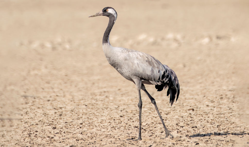 Habitats of India - The Largest Salt Desert in the World