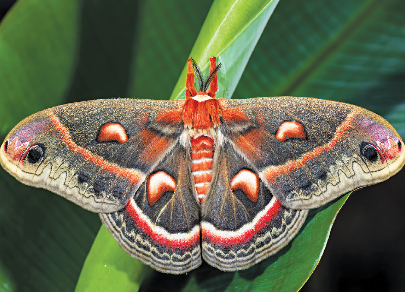 Save Lepidoptera
