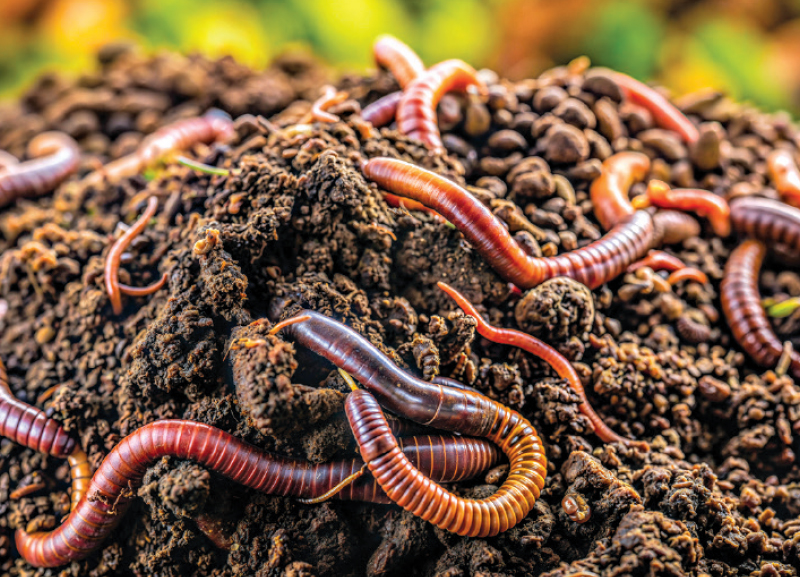 It’s Mother Earth, Not Dirt