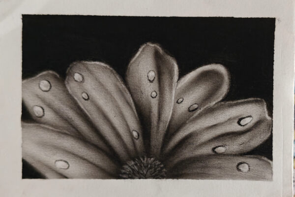 Dewdrops on the Sunflower