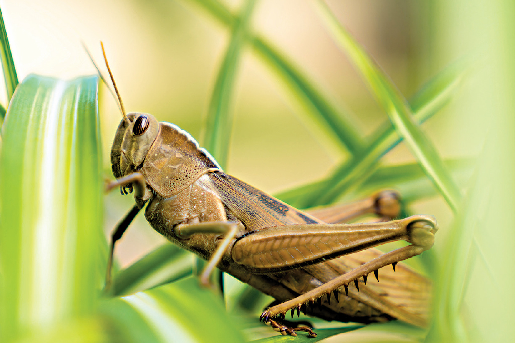 What Insect Are You?