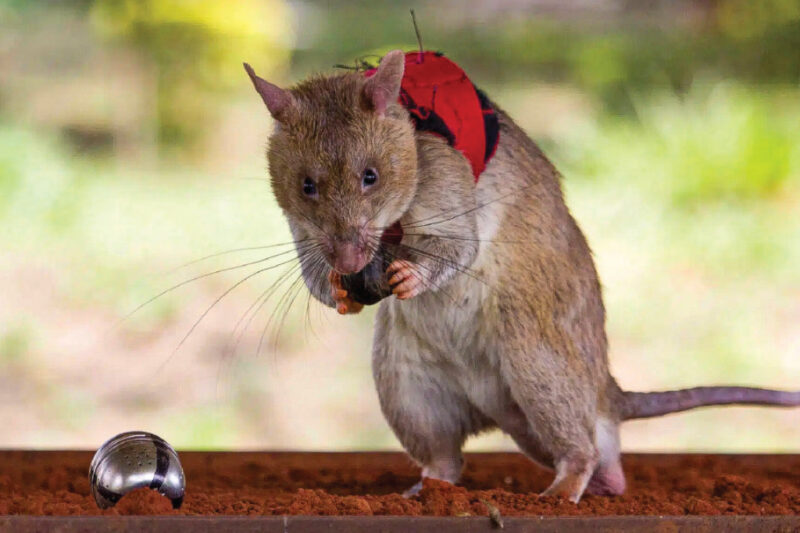 Rats Trained to Identify Smugglers