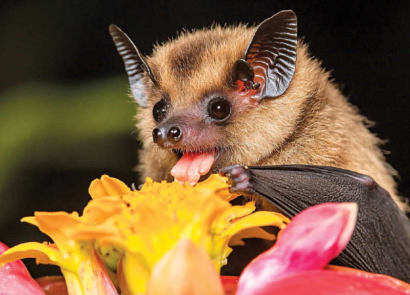 Bats, Birds and the Ecosystem