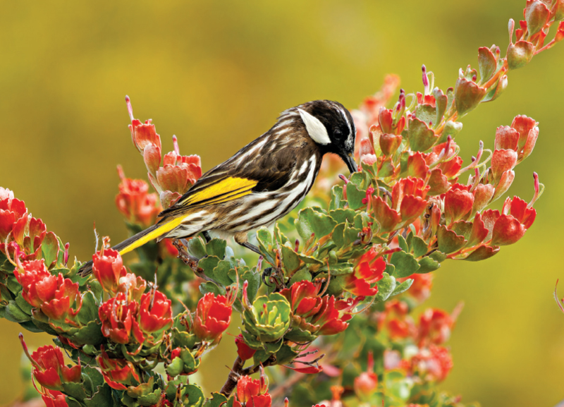 Bats, Birds and the Ecosystem