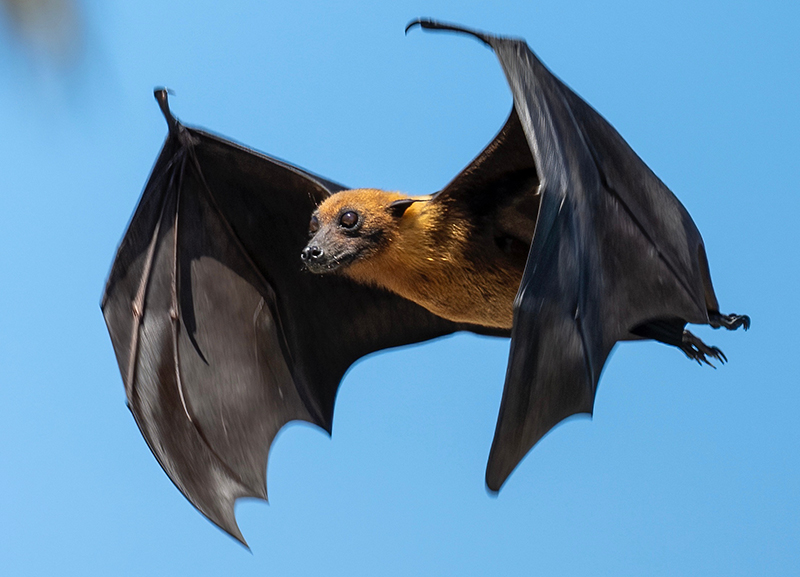 Bats, Birds and the Ecosystem