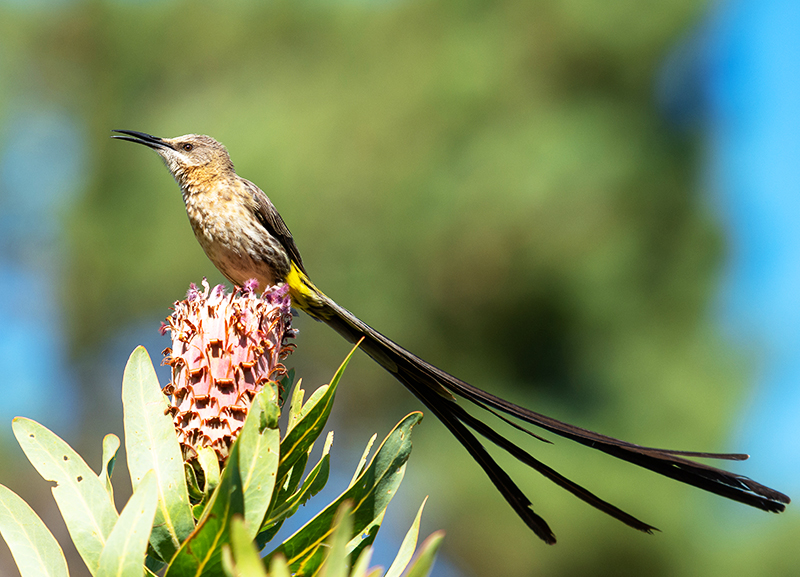 Bats, Birds and the Ecosystem