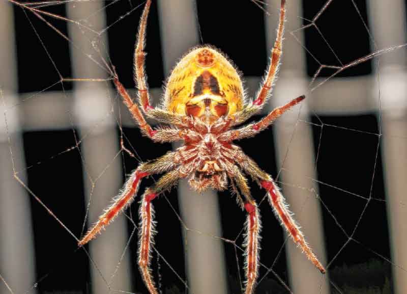Habitats of India - Wildlife in Urban Set tings