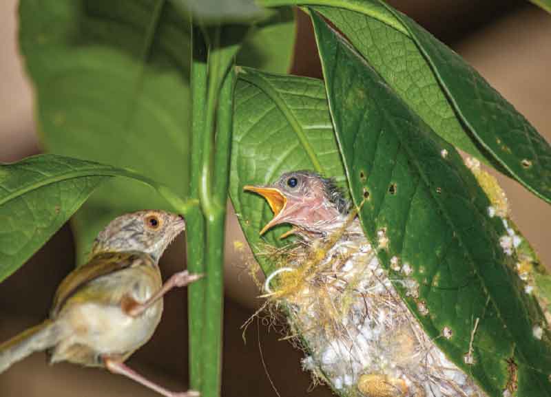 Habitats of India - Wildlife in Urban Set tings