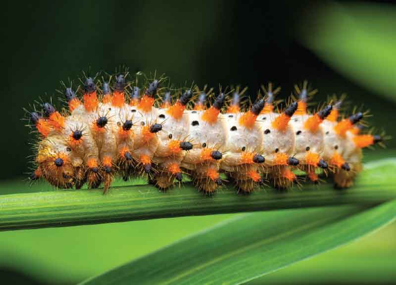 Habitats of India - Wildlife in Urban Set tings