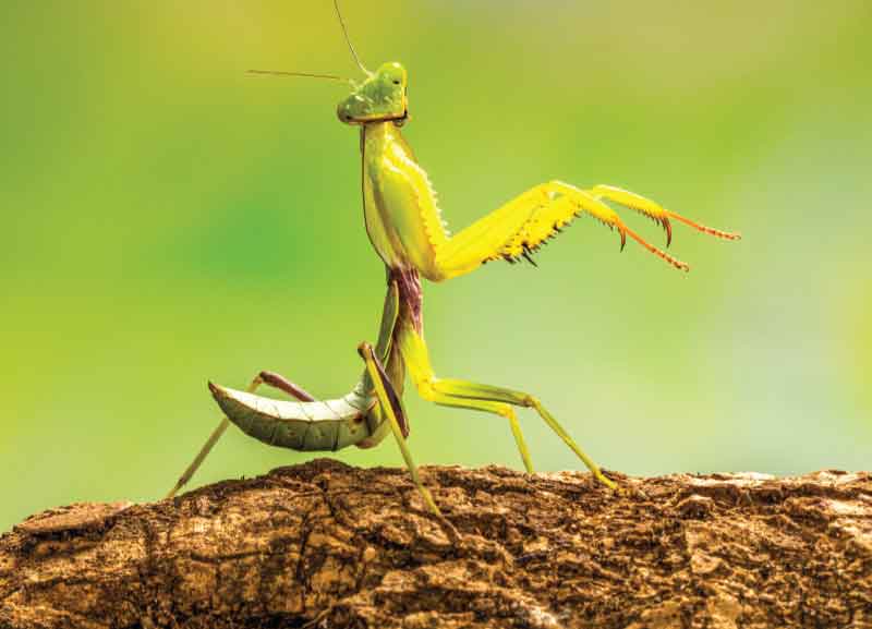 Habitats of India - Wildlife in Urban Set tings