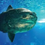Lonely Sunfish Cheered Up - News for Kids